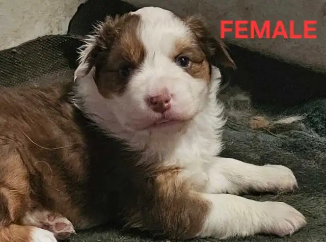 BEAUTIFUL AUSTRALIAN SHEPHERD PUPS