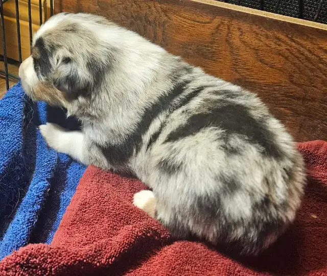 BEAUTIFUL AUSTRALIAN SHEPHERD PUPS - Photo 2