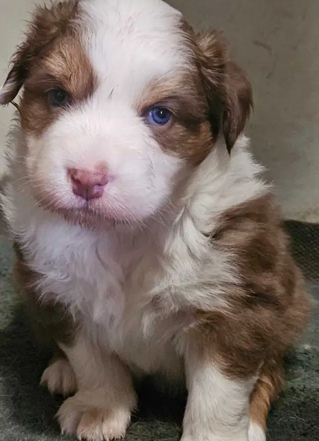 BEAUTIFUL AUSTRALIAN SHEPHERD PUPS - Photo 3