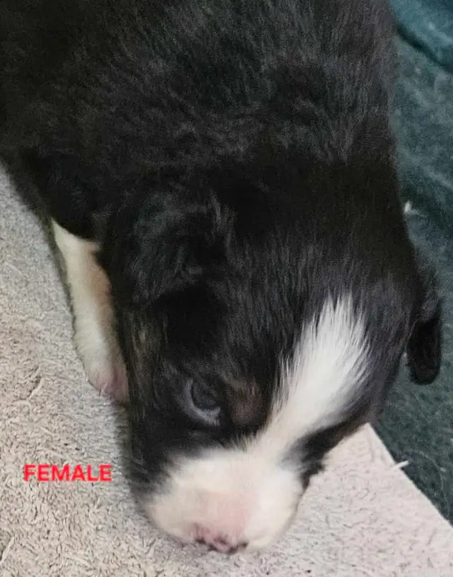 BEAUTIFUL AUSTRALIAN SHEPHERD PUPS - Photo 4