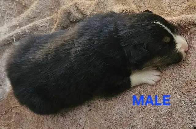 BEAUTIFUL AUSTRALIAN SHEPHERD PUPS - Photo 5