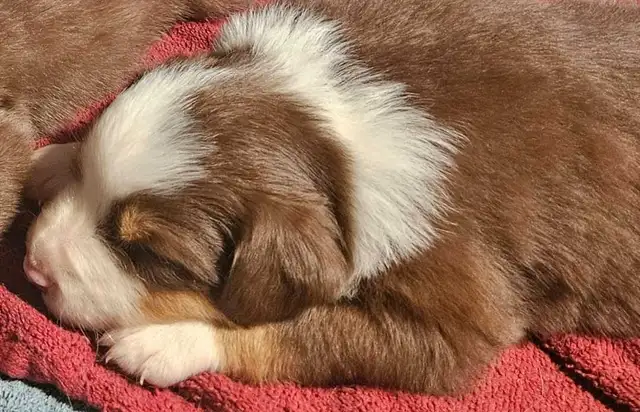 BEAUTIFUL AUSTRALIAN SHEPHERD PUPS - Photo 6