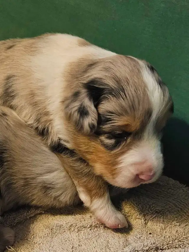 BEAUTIFUL AUSTRALIAN SHEPHERD PUPS - Photo 7