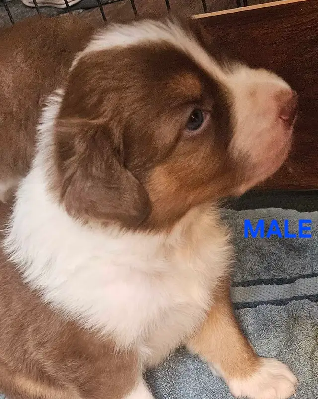 BEAUTIFUL AUSTRALIAN SHEPHERD PUPS - Photo 8