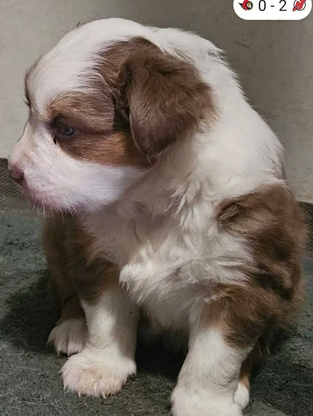 BEAUTIFUL AUSTRALIAN SHEPHERD PUPS - Photo 9