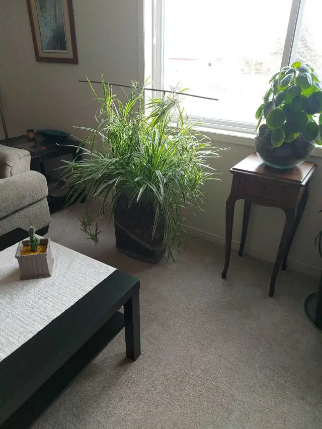 Snake Plant in Decorative Vase