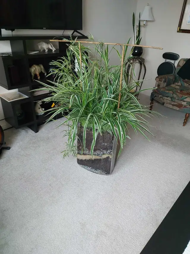 Snake Plant in Decorative Vase - Photo 2