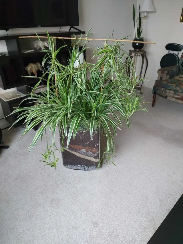 Snake Plant in Decorative Vase - Photo 3