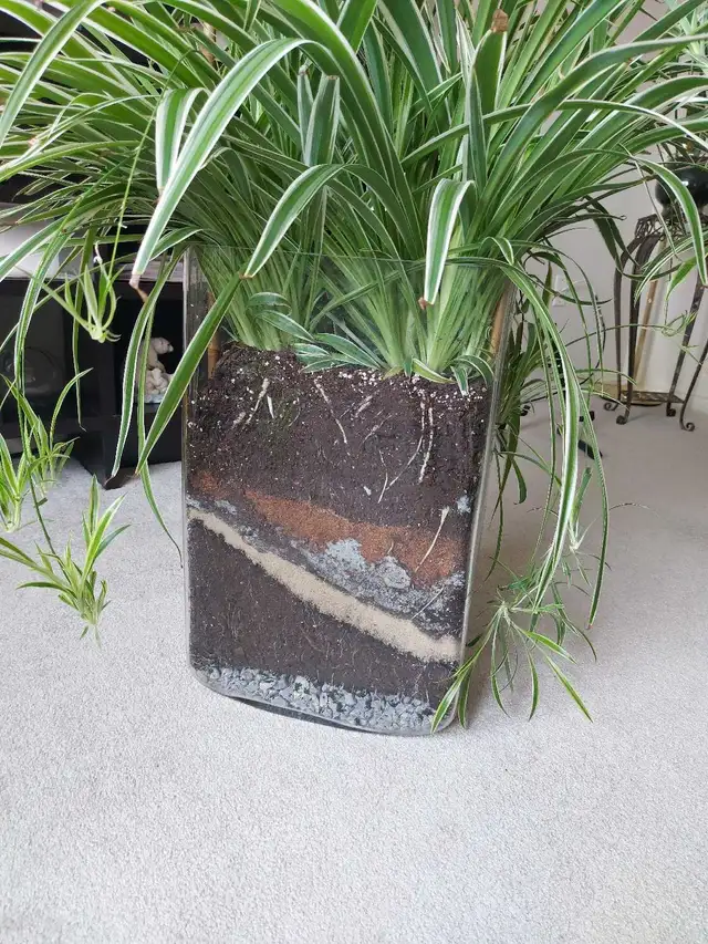 Snake Plant in Decorative Vase - Photo 4