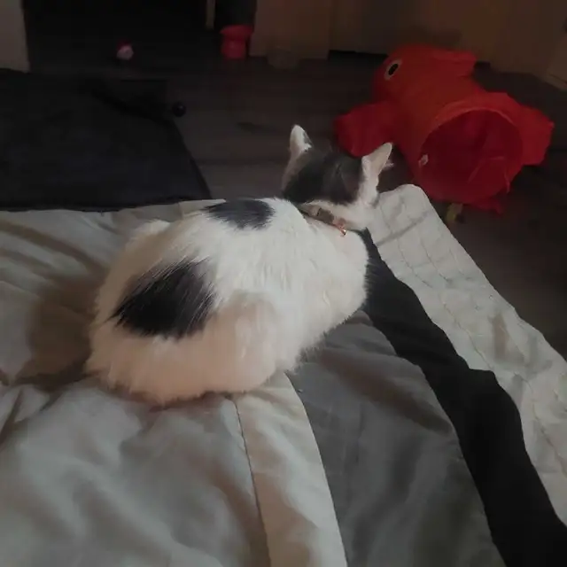 2 year old female cat for rehoming - Photo 4