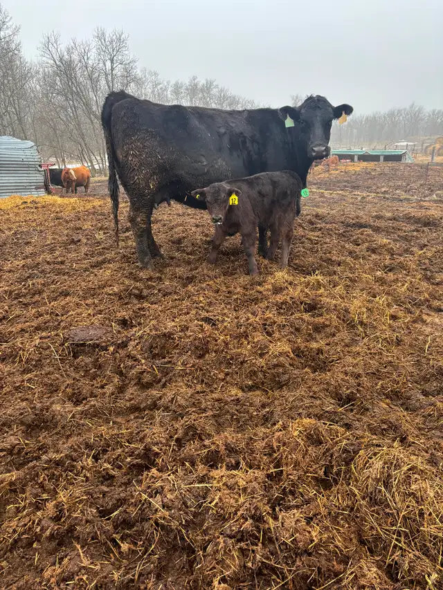 Cow/calf pairs - Photo 2