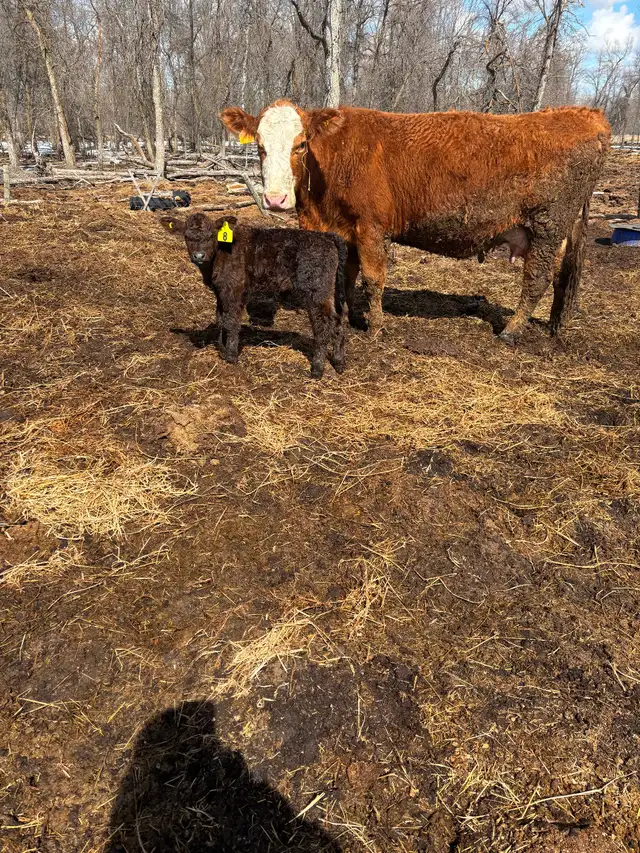 Cow/calf pairs - Photo 3