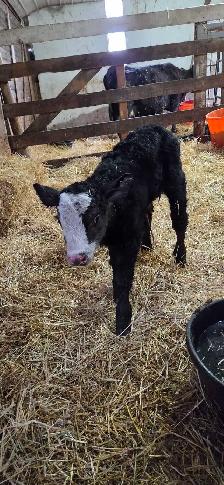Commercial Simmental Bull Calf