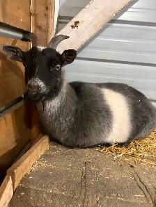 Nigerian Dwarf Goat