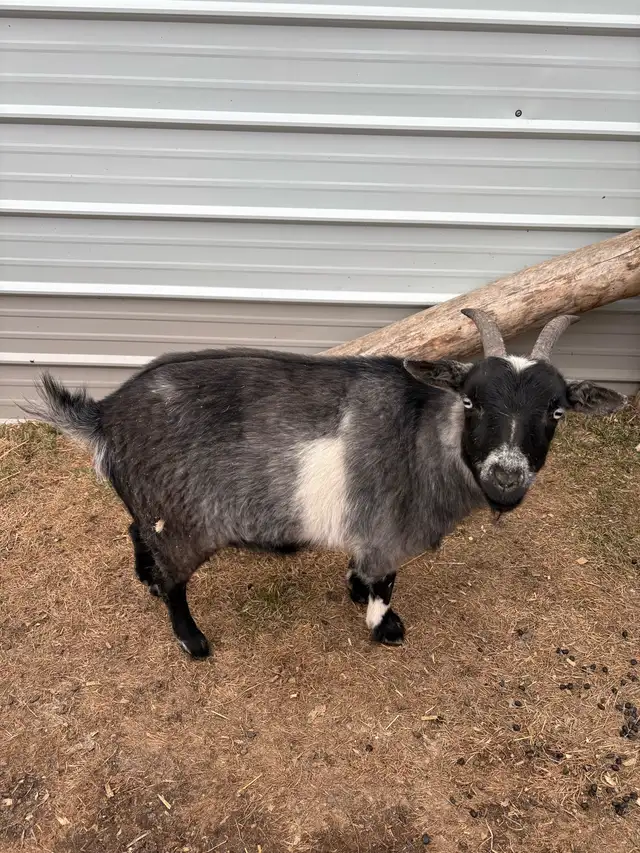 Nigerian Dwarf Goat - Photo 4