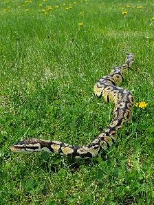 Ball Python Pastel