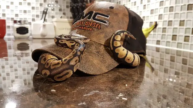 Ball Python Pastel - Photo 2