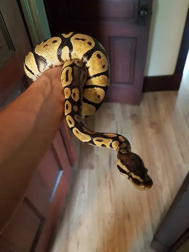 Ball Python Pastel - Photo 3