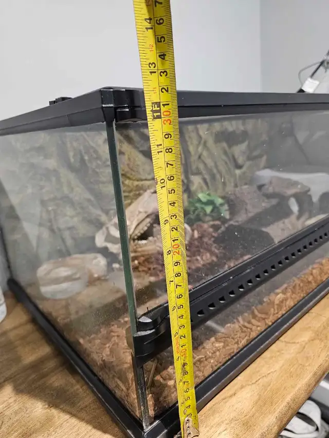 Ball Python Pastel - Photo 4