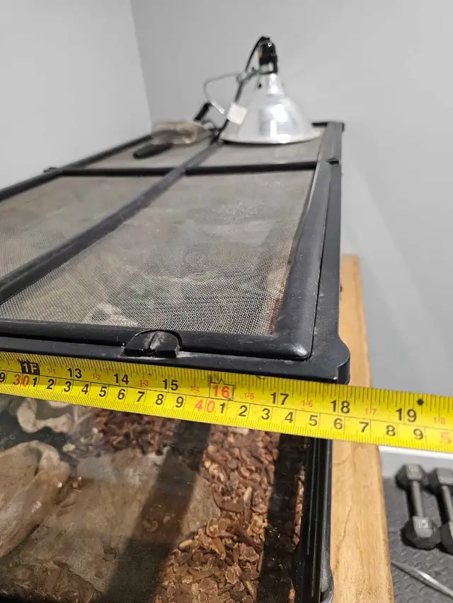 Ball Python Pastel - Photo 5