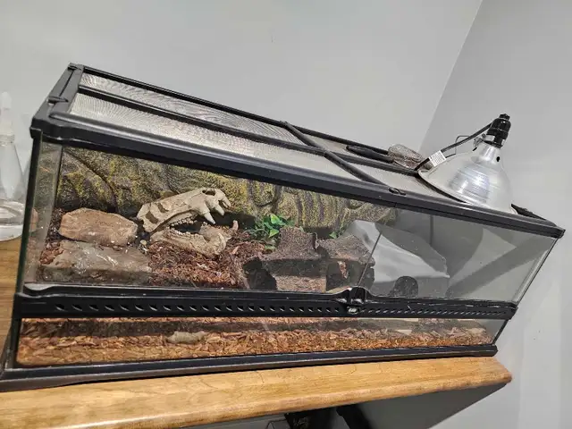 Ball Python Pastel - Photo 7