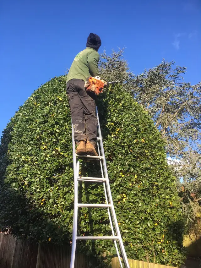 TALA Yard Care & Cleanup – Best Prices in Stouffville!