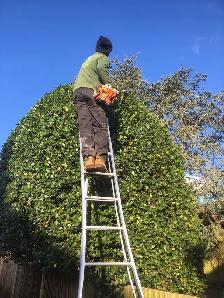 TALA Yard Care & Cleanup – Best Prices in Stouffville!