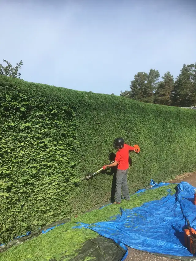 TALA Yard Care & Cleanup – Best Prices in Stouffville! - Photo 2