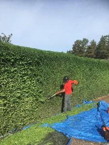 TALA Yard Care & Cleanup – Best Prices in Stouffville! - Photo 2