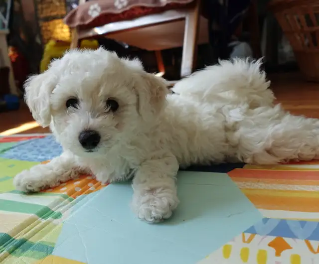 Purebred Bichon Frise Female | Only Puppy | Super Fluffy