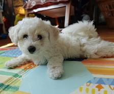Purebred Bichon Frise Female | Only Puppy | Super Fluffy