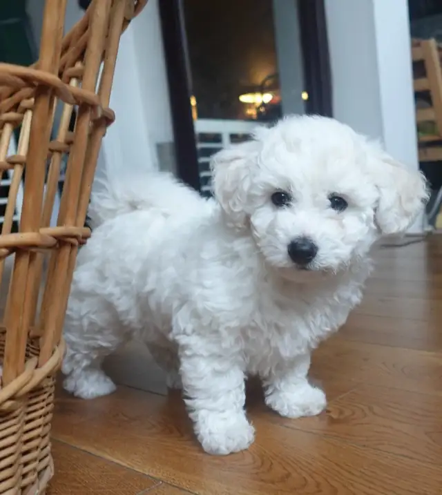 Purebred Bichon Frise Female | Only Puppy | Super Fluffy - Photo 2