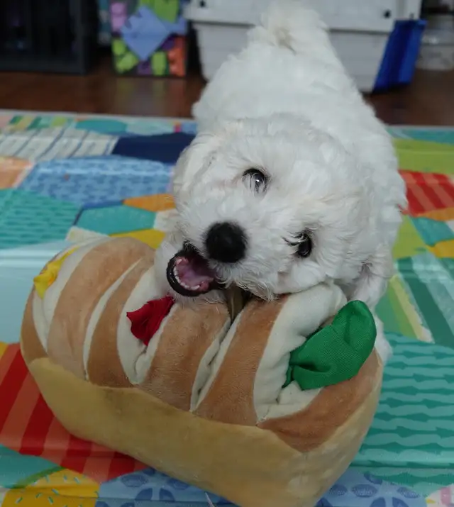 Purebred Bichon Frise Female | Only Puppy | Super Fluffy - Photo 3