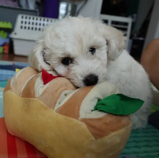 Purebred Bichon Frise Female | Only Puppy | Super Fluffy - Photo 4