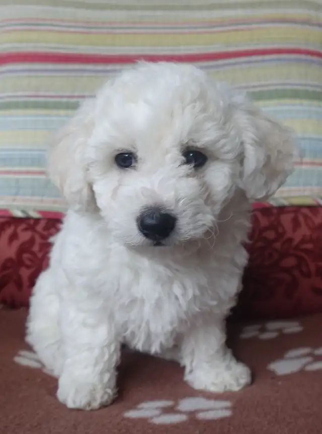 Purebred Bichon Frise Female | Only Puppy | Super Fluffy - Photo 5