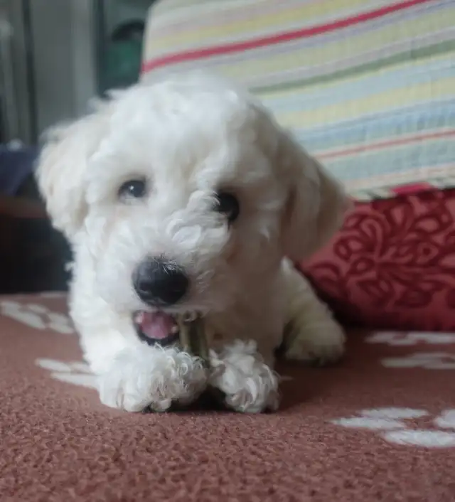 Purebred Bichon Frise Female | Only Puppy | Super Fluffy - Photo 6