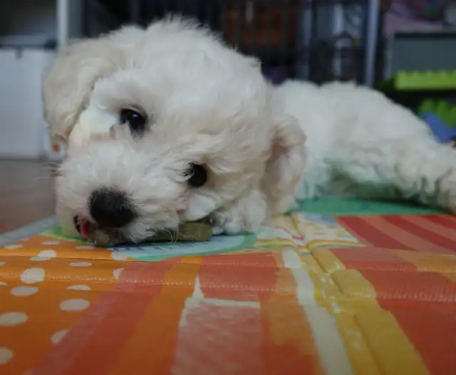 Purebred Bichon Frise Female | Only Puppy | Super Fluffy - Photo 7