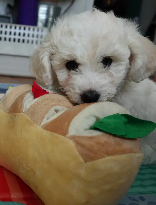 Purebred Bichon Frise Female | Only Puppy | Super Fluffy - Photo 8
