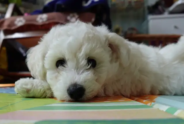 Purebred Bichon Frise Female | Only Puppy | Super Fluffy - Photo 9