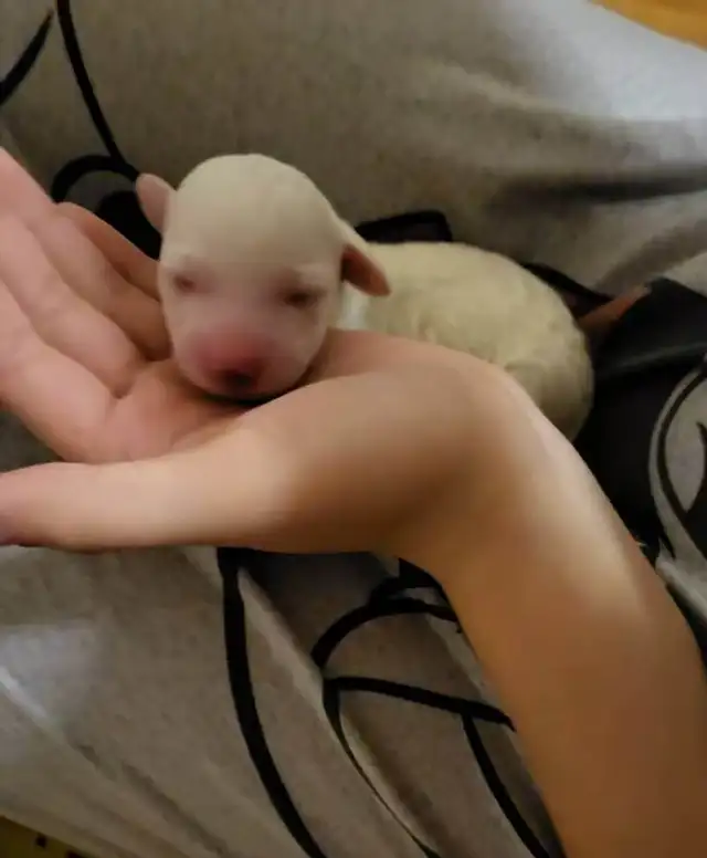 Purebred Bichon Frise Female | Only Puppy | Super Fluffy - Photo 10