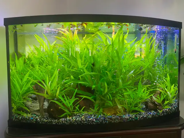 Well Rooted and Hardy Aquarium Plants