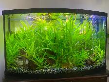 Well Rooted and Hardy Aquarium Plants