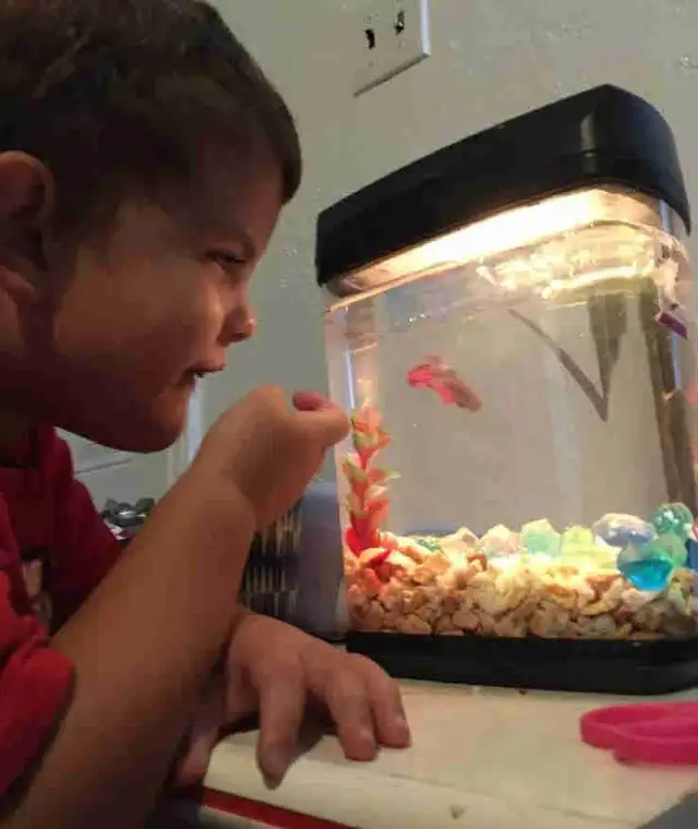 needing food support ASAP