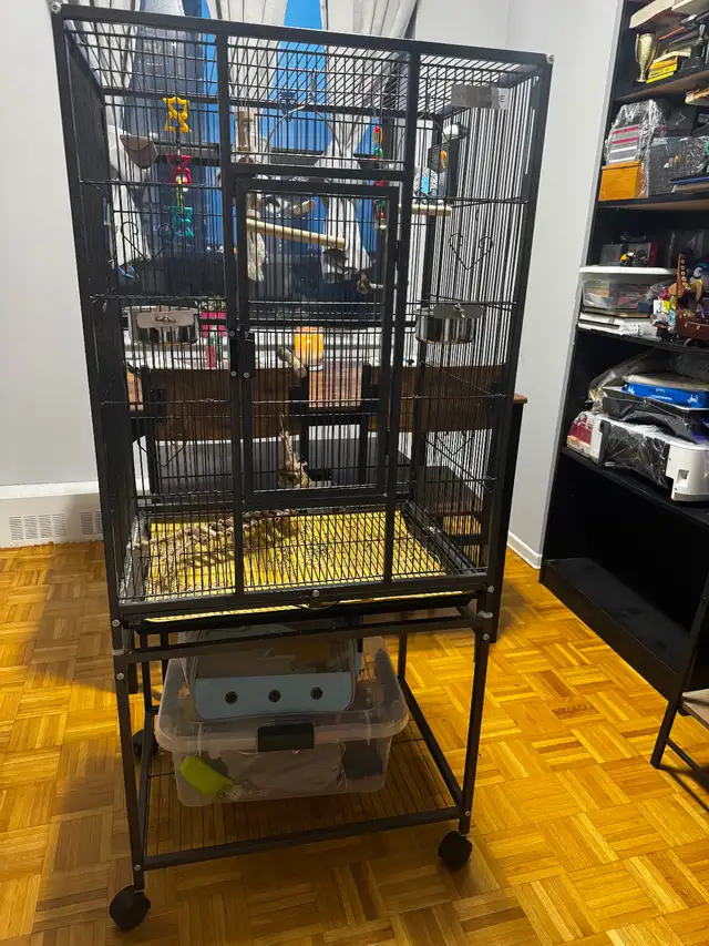 Bonded Pair of Male Budgies with Cage, Food & Accessories - Photo 6