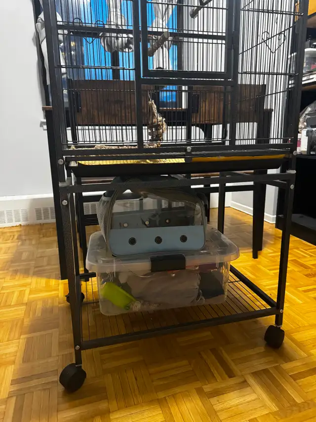 Bonded Pair of Male Budgies with Cage, Food & Accessories - Photo 7