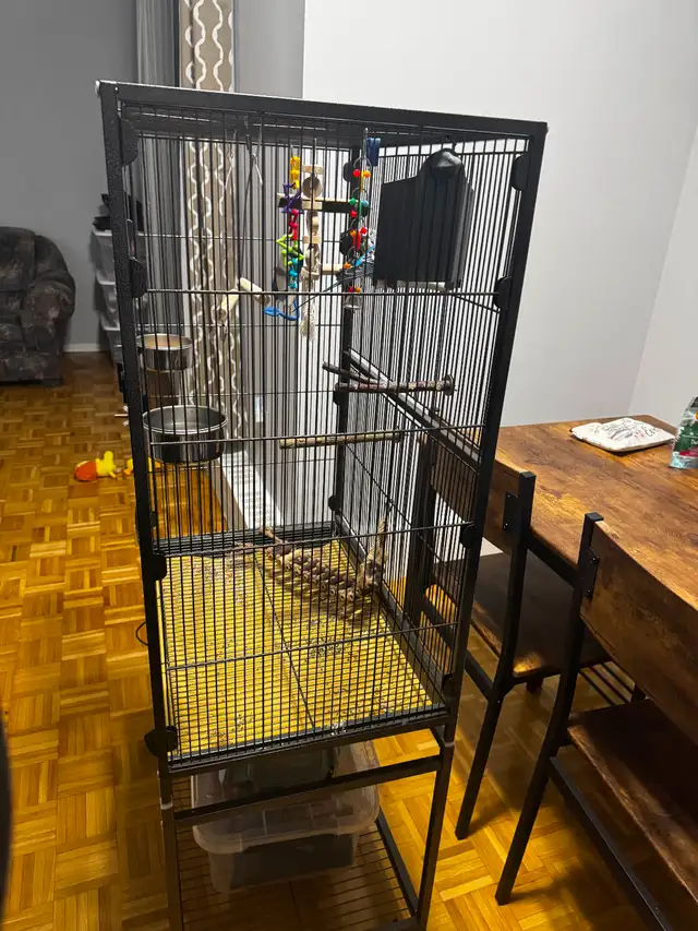 Bonded Pair of Male Budgies with Cage, Food & Accessories - Photo 8