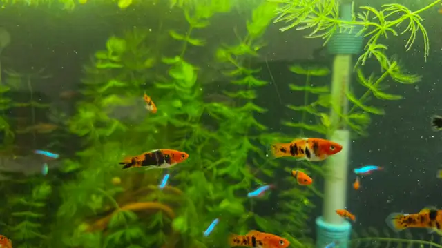 Koi Swordtail juveniles