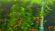 Koi Swordtail juveniles