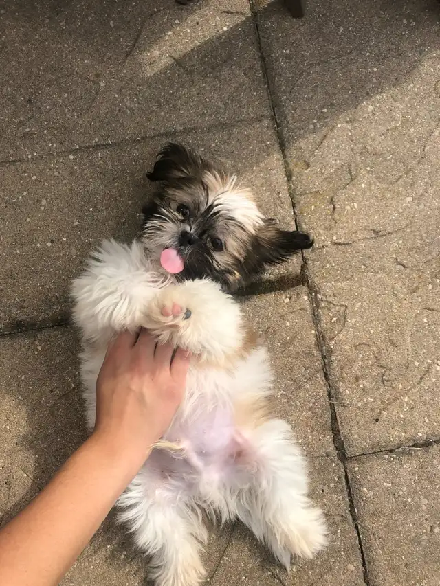 I WILL WALK YOUR DOG FOR FREE