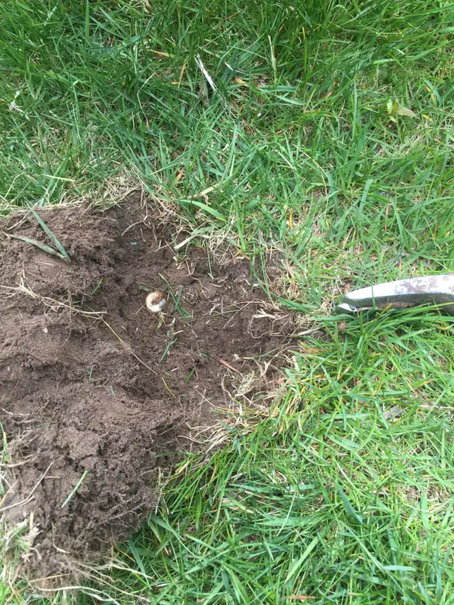 Grubs and Chinch Bugs Damaged Your Lawn? We can repair